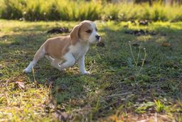 Título do anúncio: Lindos Filhotes Beagle