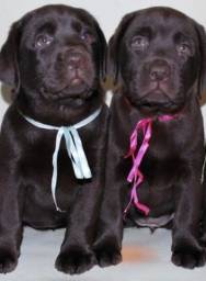 Título do anúncio: Labrador. Lindos filhotes disponíveis....nas cores chocolate e preto