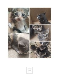 Título do anúncio: Gatos para doação responsável