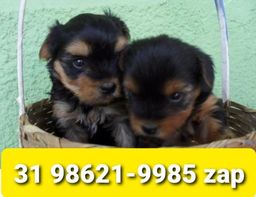 Título do anúncio: Canil Excelência Cães Filhotes BH Yorkshire Maltês Poodle Beagle Basset Shihtzu Lhasa 