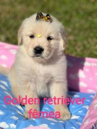 Título do anúncio: fofuras de golden retriever