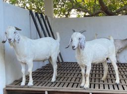 Título do anúncio: 01 Bode e 02 cabras raça Savana registrado 