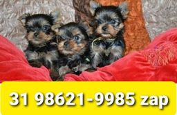 Título do anúncio: Canil Top Cães Filhotes BH Yorkshire Lhasa Maltês Basset Beagle Poodle 