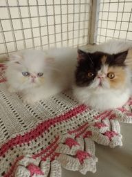 Título do anúncio: Lindos gatinhos persas