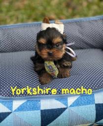Título do anúncio: lindos filhotes de yorkshire a venda 