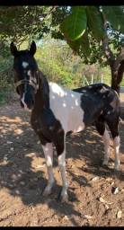 Título do anúncio: Cavalo Paint Horse Puro 5 Anos em Codó 