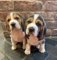 Título do anúncio: Beagle 13 polegadas, bicolor e tricolor, com suporte veterinário gratuito! 