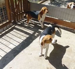 Título do anúncio: Vende-se fêmeas de beagle