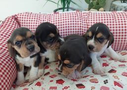 Título do anúncio: Lindos filhotes de Beagle