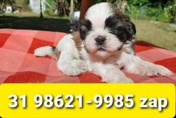 Título do anúncio: Canil Filhotes Cães Belos BH Shihtzu Lhasa Yorkshire Poodle Beagle Basset 