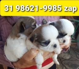 Título do anúncio: Canil Filhotes Cães Miniaturas em BH Lhasa Yorkshire Basset Shihtzu Maltês Beagle 