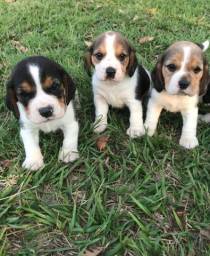 Título do anúncio: Vacinados, vermifugados, e com pedigree, filhotes de Beagle