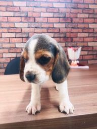 Título do anúncio: beagle
