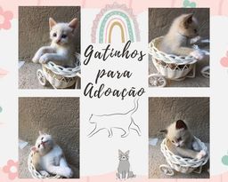 Título do anúncio:  Gatos para adoção