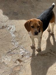 Título do anúncio: Beagle com pedigree fêmea 