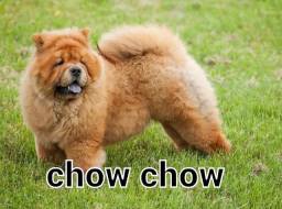 Título do anúncio: chow chow disponível 