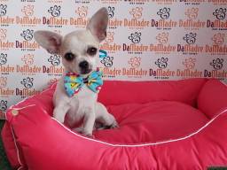 Título do anúncio: Chihuahua Bebês lindos