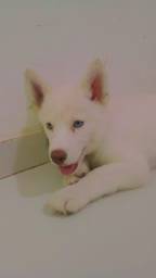 Título do anúncio: Filhote de husky siberiano Albino com 4 meses