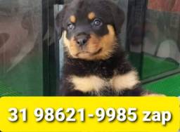 Título do anúncio: Canil Filhotes Premium Cães BH Rottweiler Akita Boxer Labrador Pastor Golden 