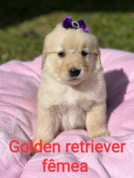 Título do anúncio: golden retriever fêmea disponível 