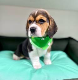 Título do anúncio: Beagle macho fofo 