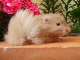Título do anúncio: hamster sirio angora
