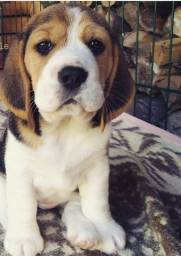 Título do anúncio:   Beagle filhote lindos com Pedigree Vacina e Garantia 