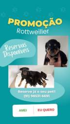 Título do anúncio: Rottweiler 