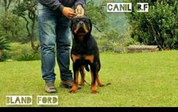 Título do anúncio: Canil Bland  Ford / Rotweiller 