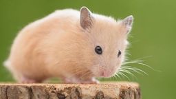 Título do anúncio: Hamster sírio