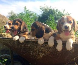 Título do anúncio:    Lindos Beagle Ótimo padrão Filhote com Pedigree e Garantia 