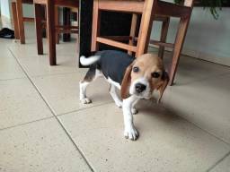 Título do anúncio: Filhote beagle fêmea 