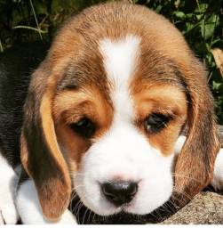 Título do anúncio:    Filhote de beagle lindos com pedigree e garantia 