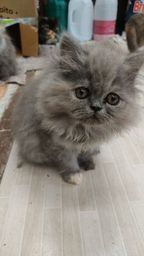 Título do anúncio: Filhotes de gatos persas