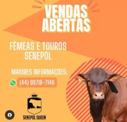 Título do anúncio: ((2679))Shop Novilhas e Reprodutores Senepol em Boa Nova/Bahia 