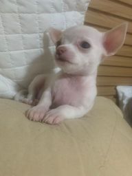 Título do anúncio: Cachorro Chihuahua branco