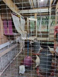 https://img.olx.com.br/thumbs256x256/16/166588885660736.jpg