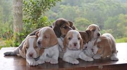 Título do anúncio: Lindos filhotes de Beagles  padrão com Pedigree 