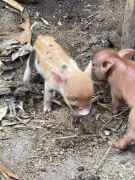 Título do anúncio: Mini pigs a venda (mini porcos, mini leitão) 