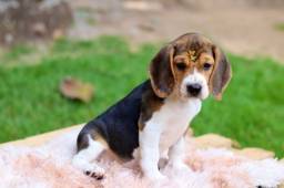 Título do anúncio: Beagle femea ultima