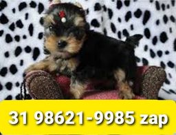 Título do anúncio: Filhotes Cães em BH Yorkshire Basset Beagle Shihtzu Lhasa Poodle Maltês 