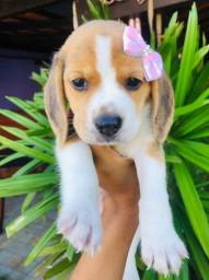 Título do anúncio:    Filhotes Beagle padrão da raça com Vacina Vermífugado e Pedigree