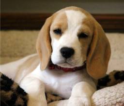 Título do anúncio:  Beagle filhote lindos com vacina pedigree e garantia 