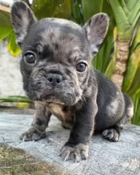 Título do anúncio: Bulldog francês exótico - Fêmeas Merle - Mini