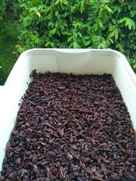 Título do anúncio: 5kg de Nibs de Cacau para fazer Chocolate 