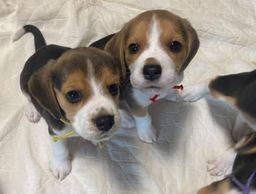 Título do anúncio: Beagle filhotes disponíveis.