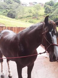 Título do anúncio: Cavalo manga larga Paulista 