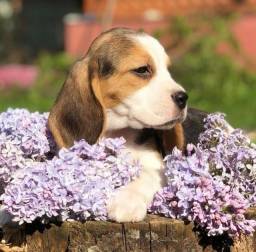 Título do anúncio: maravilhosos filhotes de beagle
