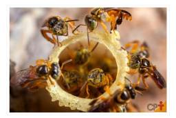 Título do anúncio: Mel de abelha sem ferrão, Jataí - 1 Kg