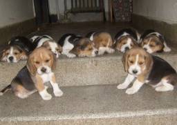 Título do anúncio:   Filhotes de beagle ótimo padrão com Vacina e Pedigree 